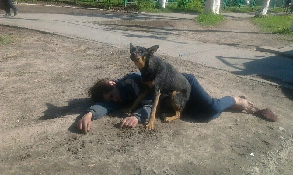 Под собакой фото Как мы всем двором перевоспитали владельца опасной собаки Дракон старой гвардии 