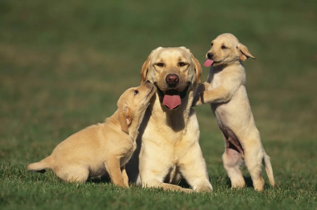 Под собакой фото Commentary: Shut pipeline from puppy mills to pet stores Labrador puppy, Labrado