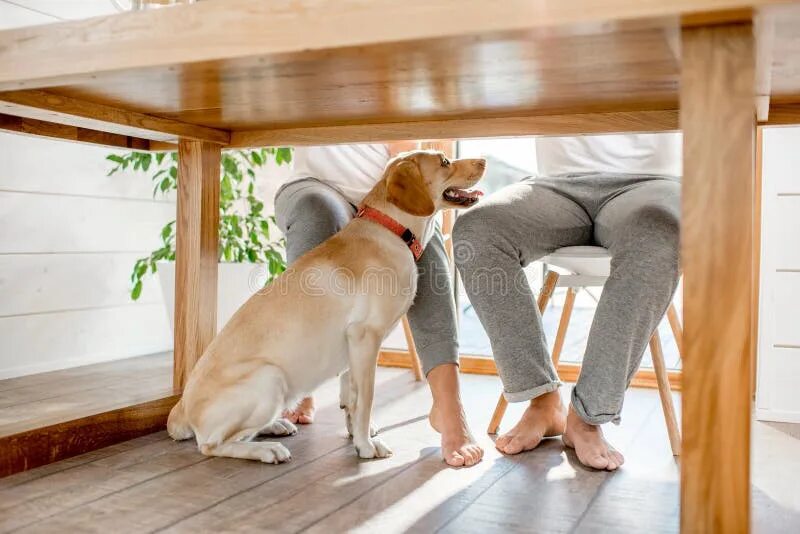 Под собакой фото 620 Puppy Under Table Stock Photos - Free & Royalty-Free Stock Photos from Dream