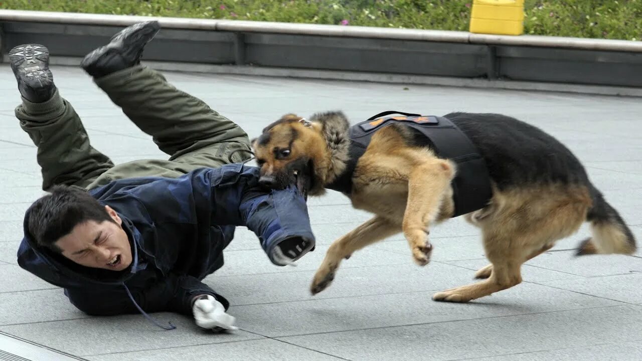 Под собакой фото 10 حيوانات أليفة تهاجم البشر - Ten pets that attack humans - YouTube