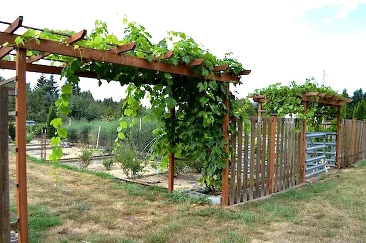 Под виноград своими руками фото Construire une treille pour la vigne. Garden archway, Grape arbor, Garden trelli