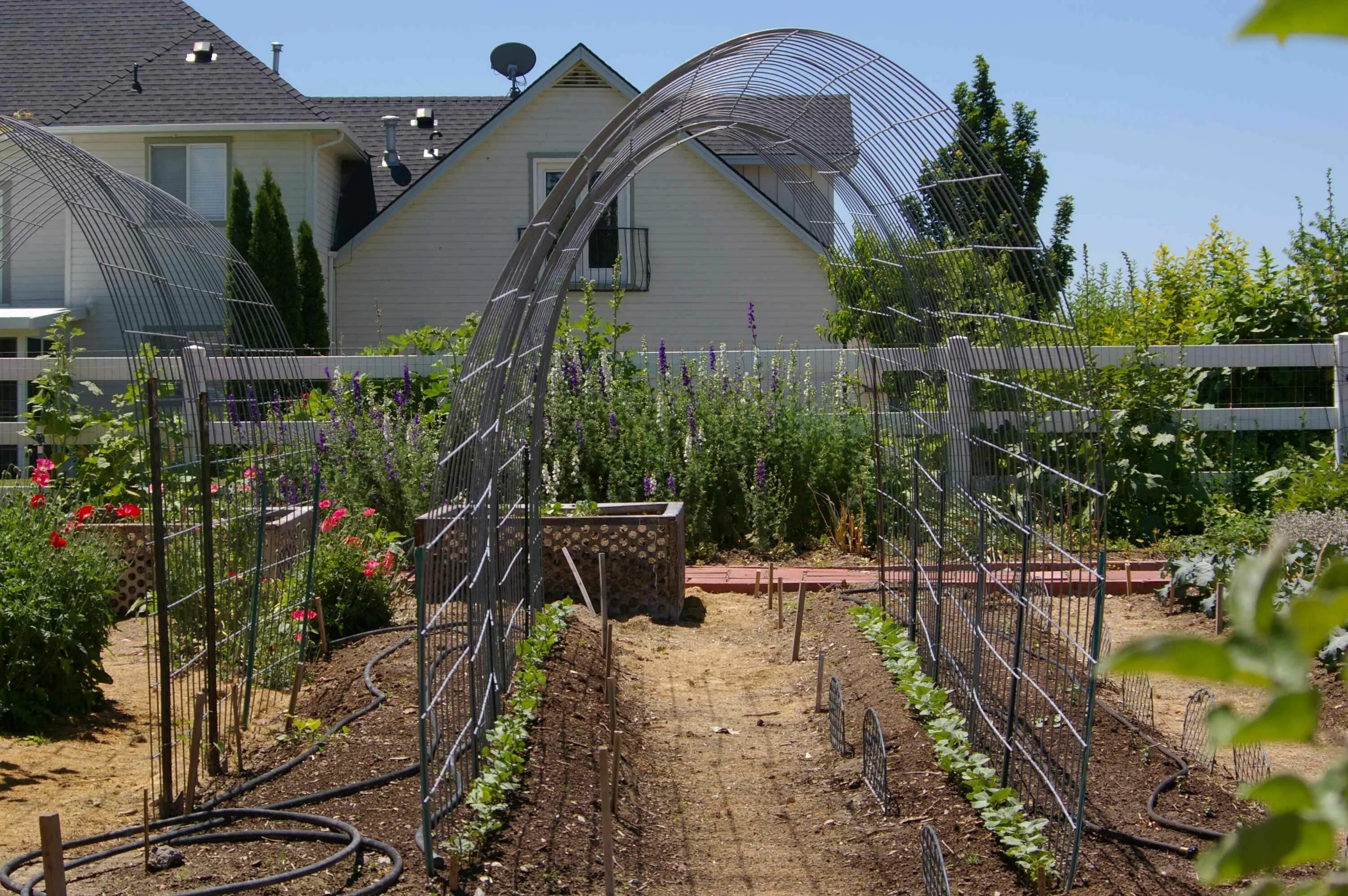 Под виноград своими руками фото Simple Arched Trellis for Grapes or Pole Beans - Daily Improvisations Bean trell