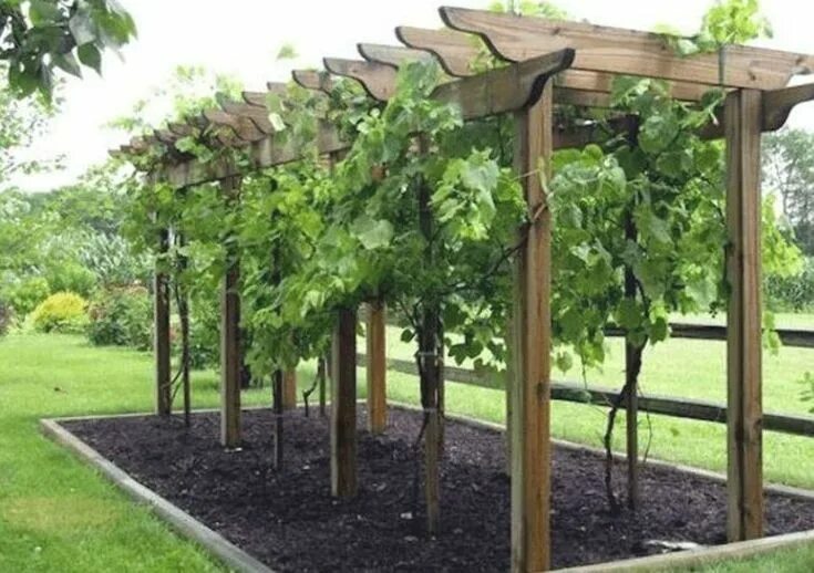 Под виноград своими руками фото 36 Relaxing Grape Vine Ideas To Beautify Your Garden Grape vine trellis, Garden 