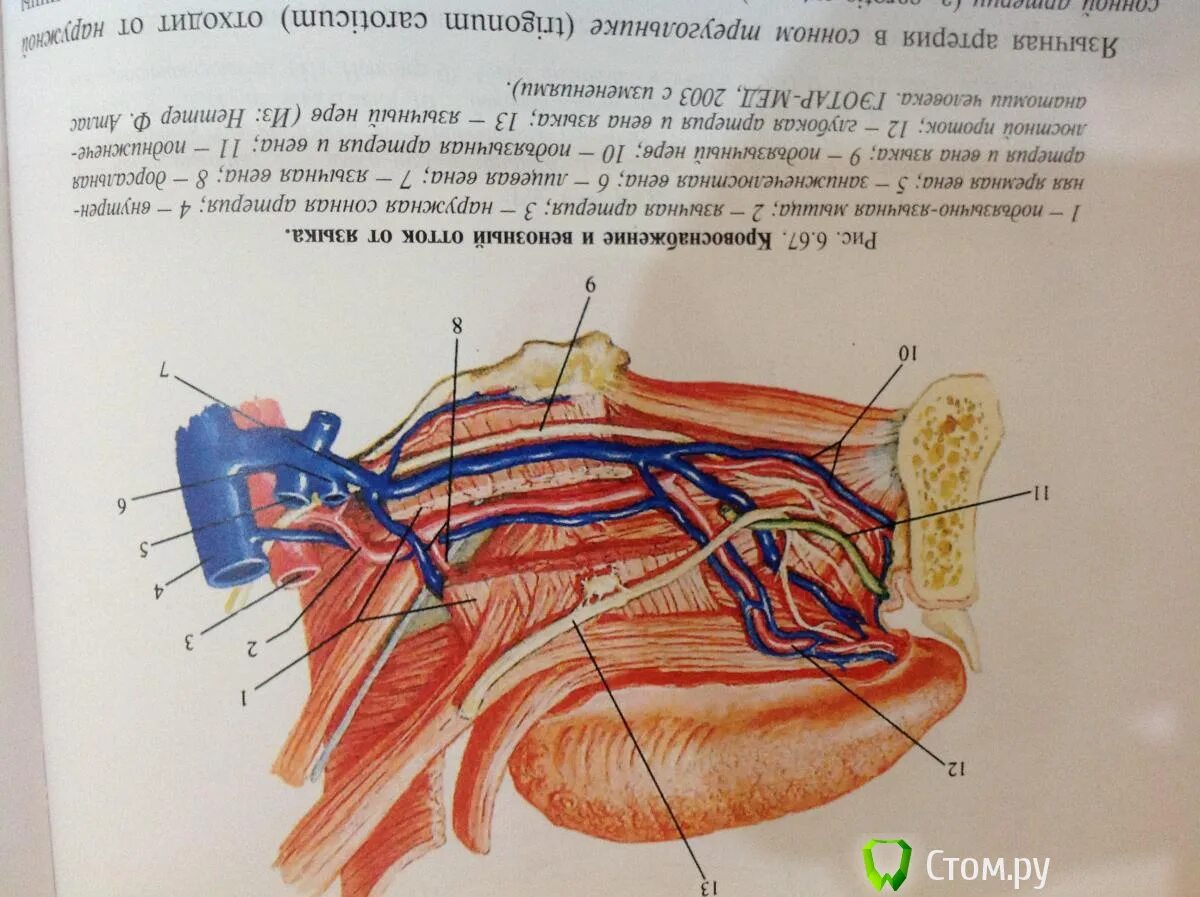 Под языком синие вены фото Под языком синие вены у женщин причины фото - ViktoriaFoto.ru