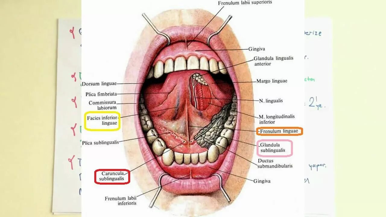 Под языком синие вены фото Ağız Anatomisi - YouTube