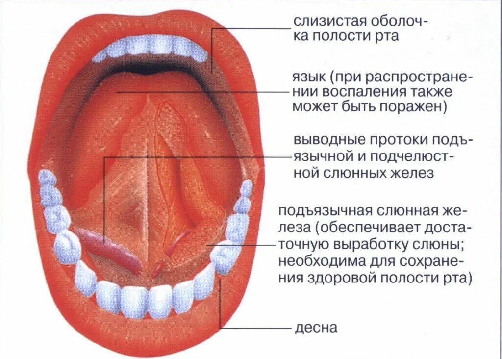 Под языком синие вены фото Ротовое дыхание: в чём опасность? Ист Клиник - неврология, ортопедия, остеопатия