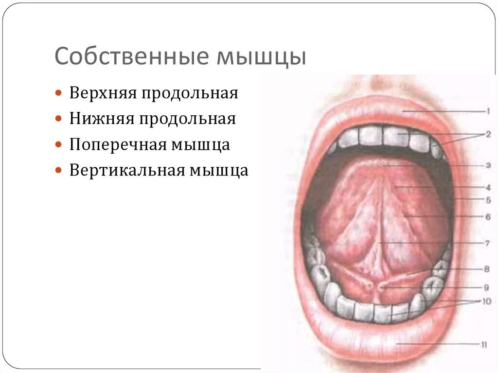 Под языком синие вены фото Пищеварительная система - презентация онлайн