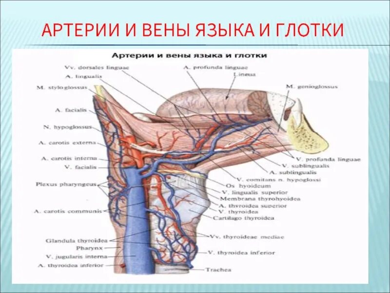 Под языком синие вены фото Под языком синие вены у женщин причины фото - ViktoriaFoto.ru