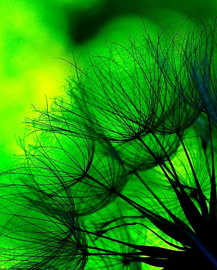 Под зеленое фото REALITY AS IT MIGHT HAVE BEEN Green inspiration, Green aesthetic, Shades of gree