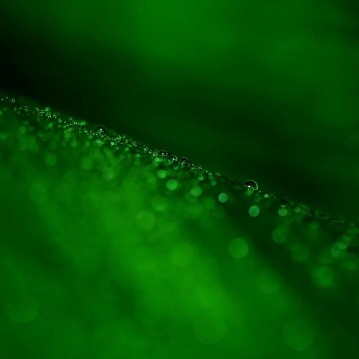Под зеленое фото Appography Pro #latest #HD #wallpaper & #themes #background with #cool & #unique