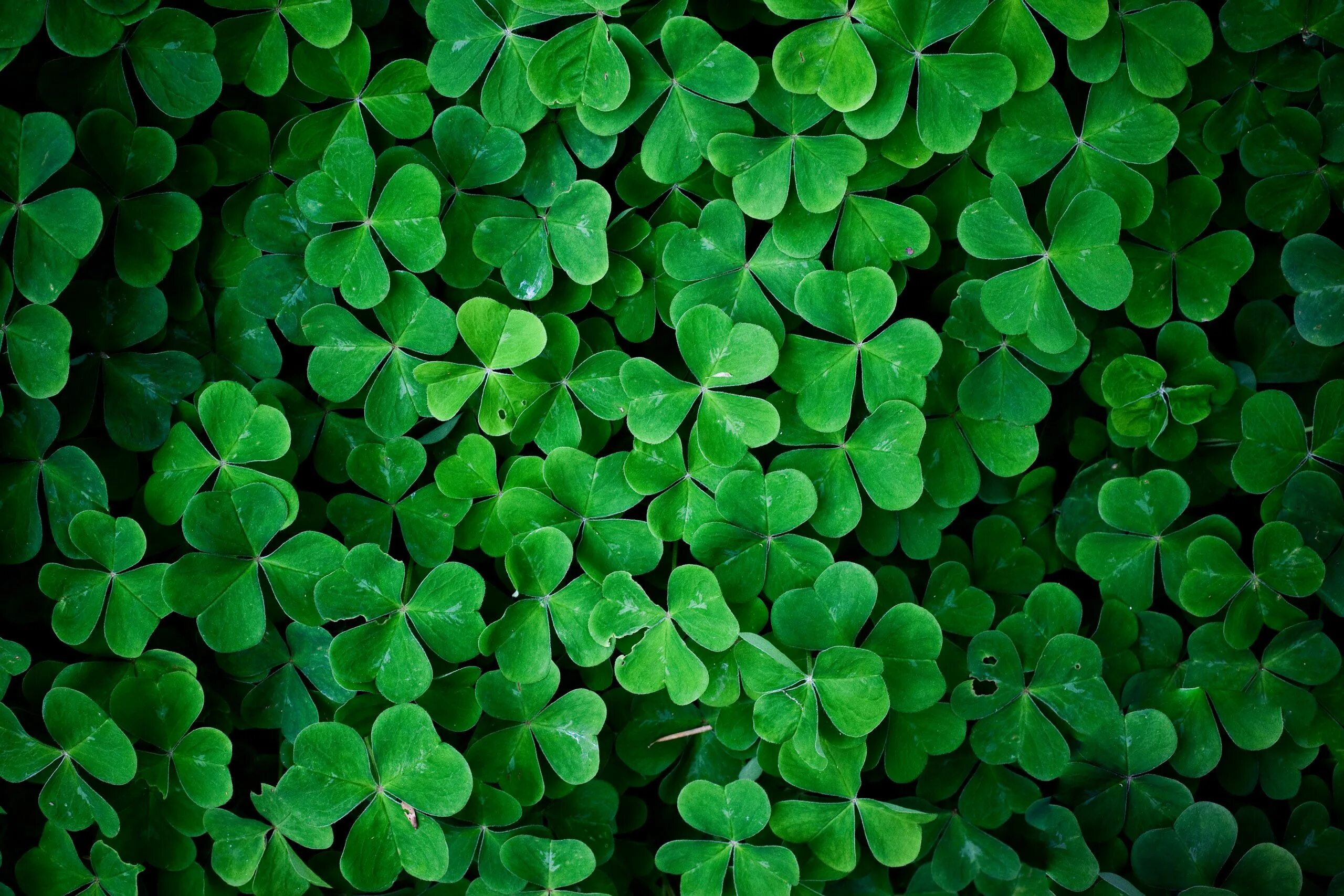 Под зеленое фото green clover Green leaf wallpaper, Green nature wallpaper, Green nature