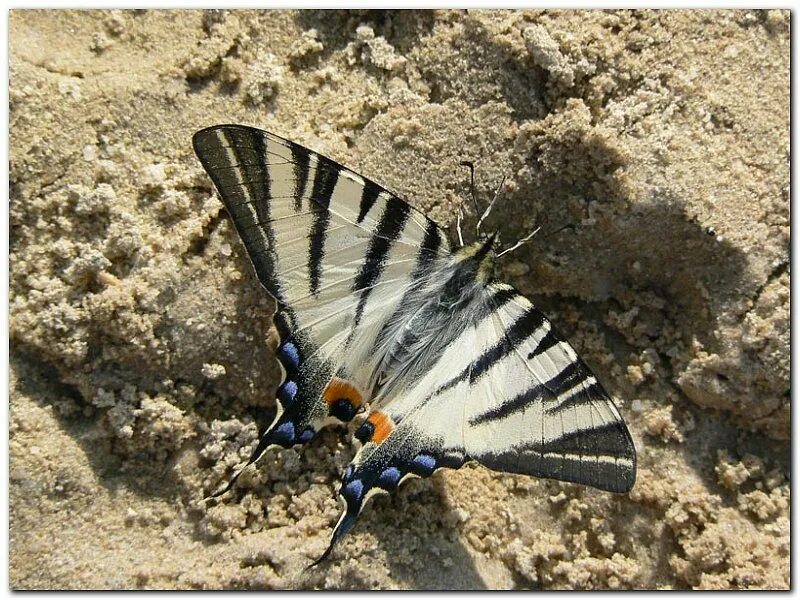 Подалирий бабочка фото Iphiclides podalirius - Макро - Zander - Участники - Фотогалерея iXBT