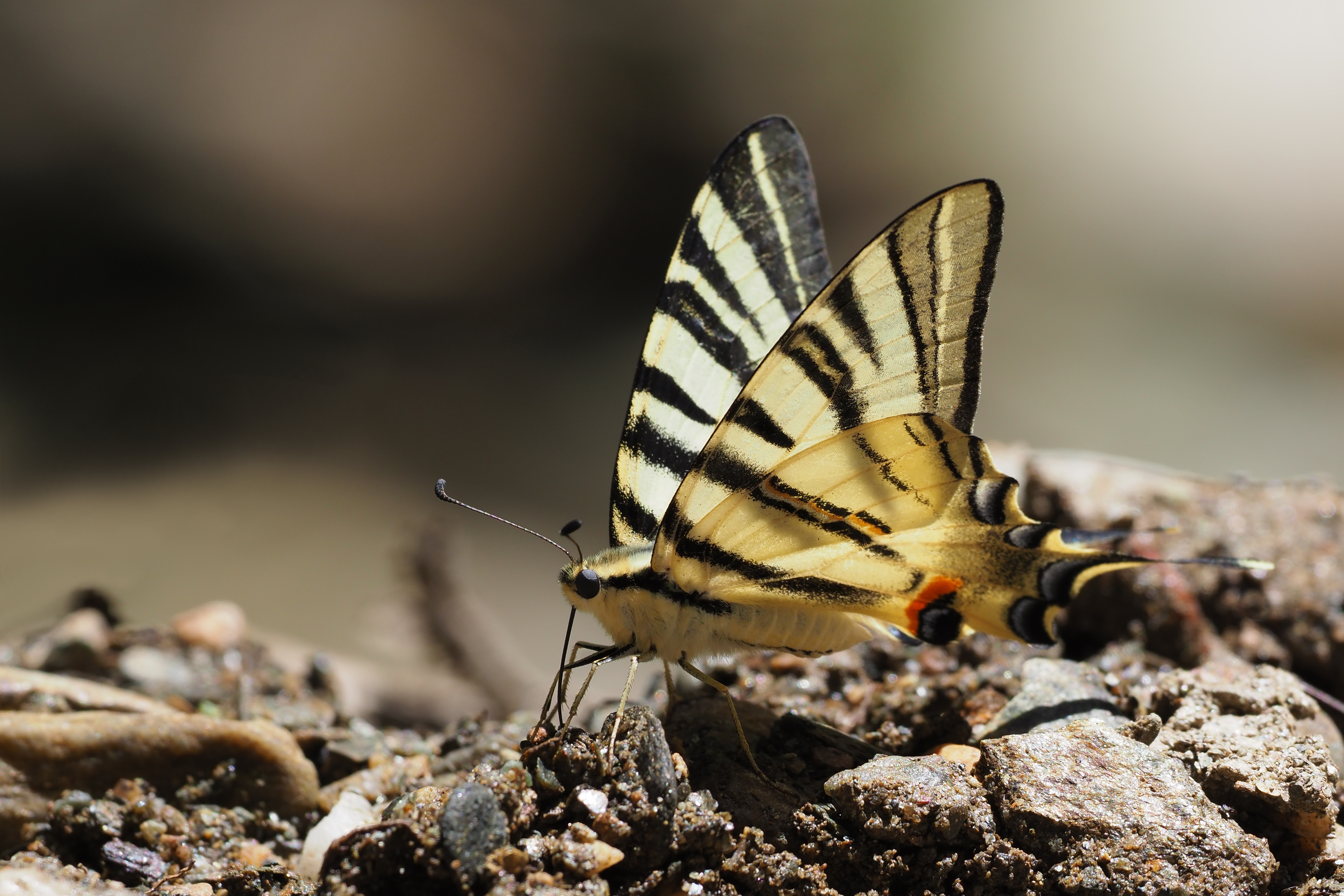 Подалирий бабочка фото File:Iphiclides podalirius, Vallée du Dourdon, Le Collet-de-Dèze, Lozère, France