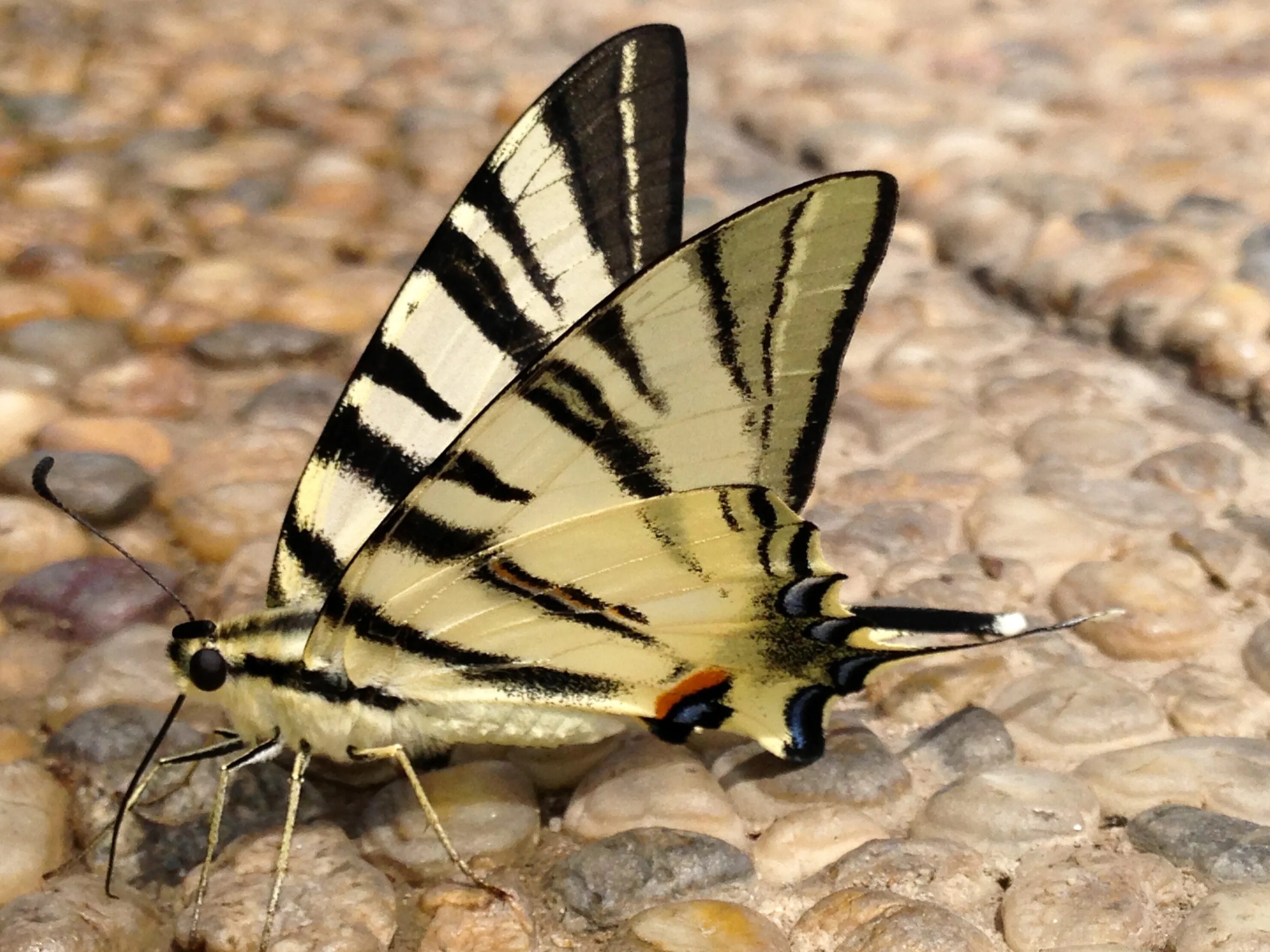 Подалирий бабочка фото File:2013 07 03 Iphiclides podalirius Segelfalter Denis Apel-4871.jpg - Wikimedi