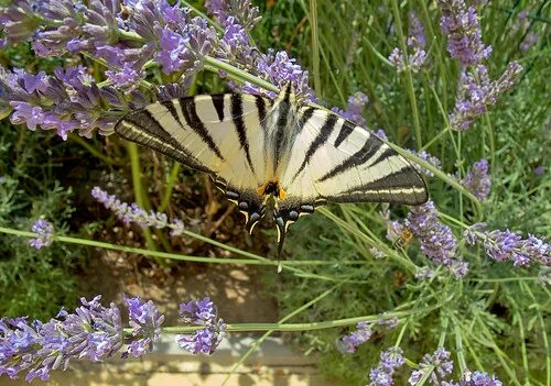 Подалирий бабочка фото Подалирий / Iphiclides podalirius / Scarce Swallowtail / Л. Flickr