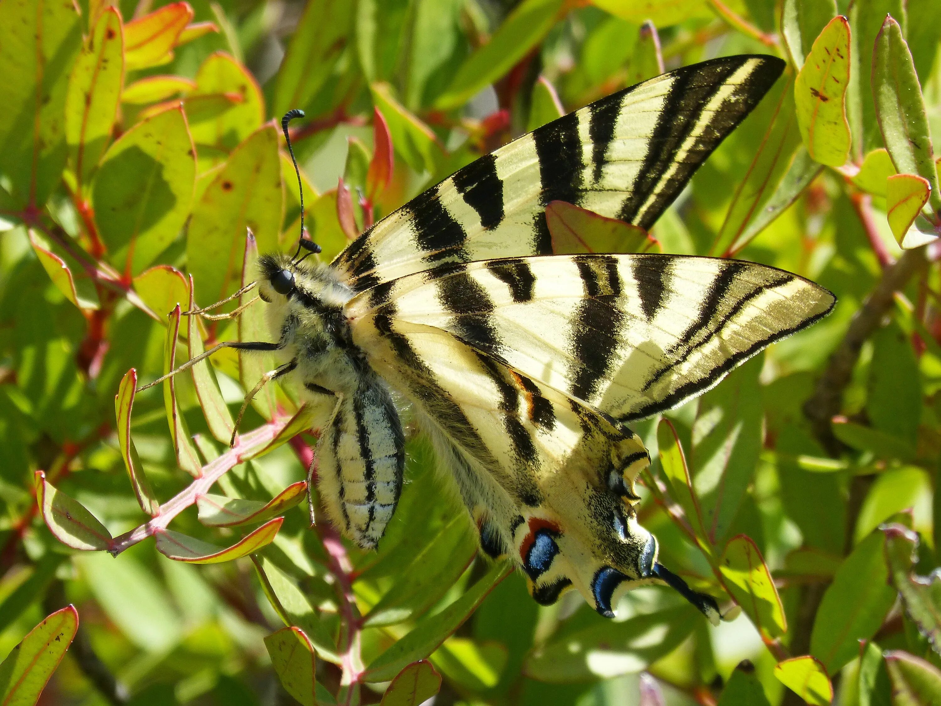Подалирий бабочка фото Polidario Scarce Swallowtail free image download