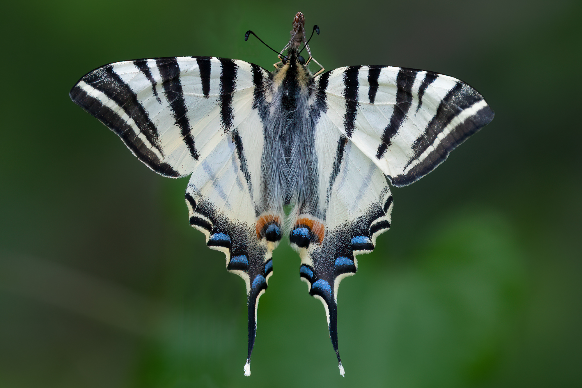Подалирий бабочка фото File:Scarce Swallowtail Butterfly.jpg - Wikimedia Commons