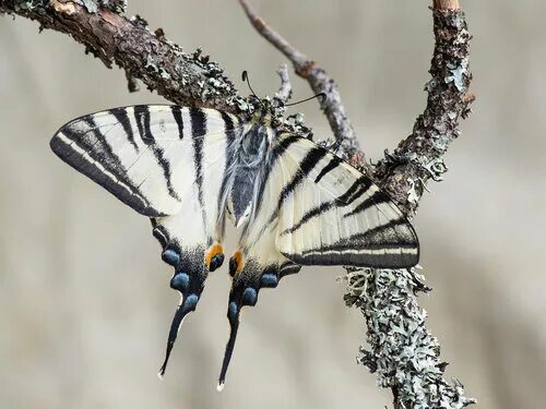 Подалирий бабочка фото Фотокаталог членистоногих: Парусник подалирий (Iphiclides podalirius)