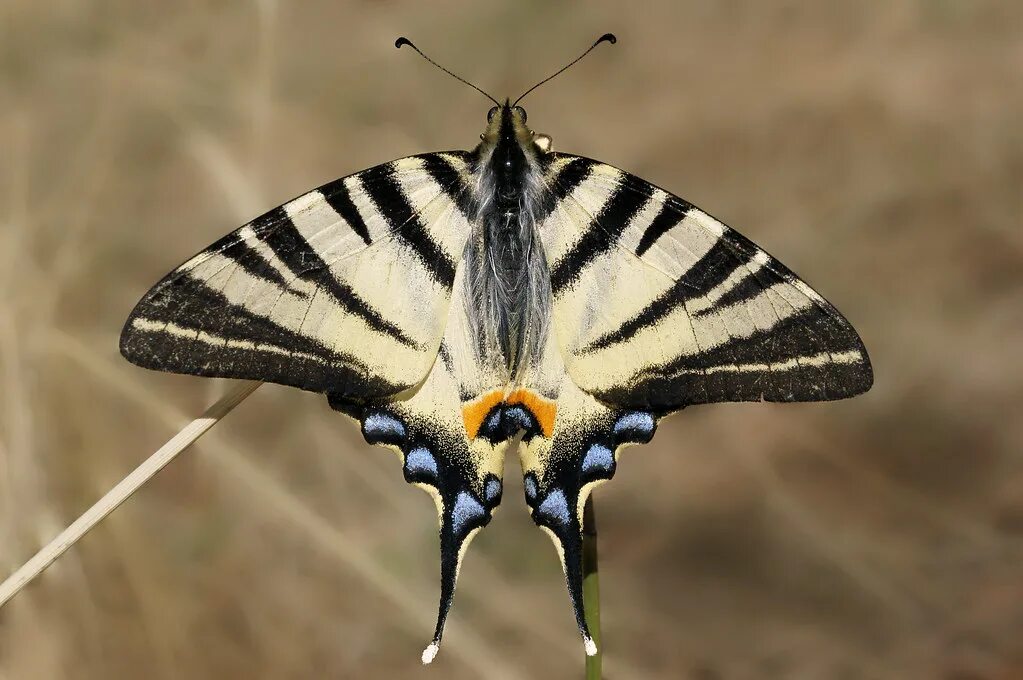 Подалирий бабочка фото Iphiclides podalirius Scarce Swallowtail Segelfalter Flickr