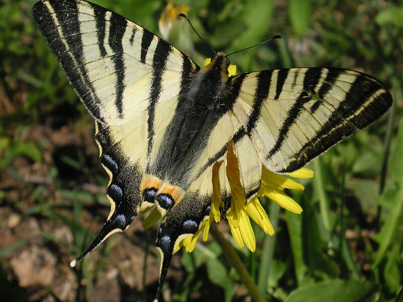 Подалирий бабочка фото File:Iphiclides podalirius-2.JPG - Wikimedia Commons