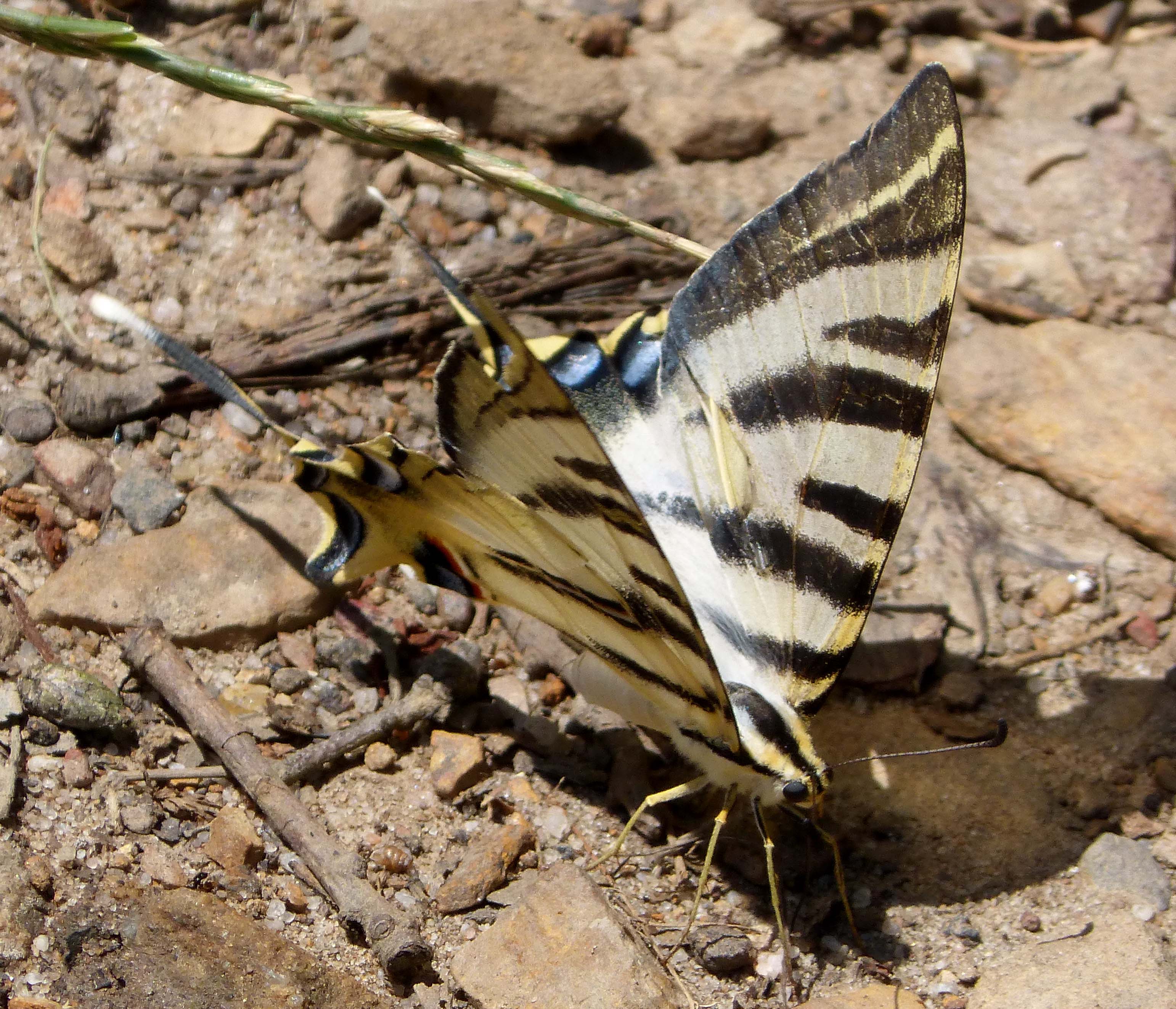 Подалирий бабочка фото File:Scarce Swallowtail. Iphiclides podalirius - Flickr - gailhampshire (1).jpg 