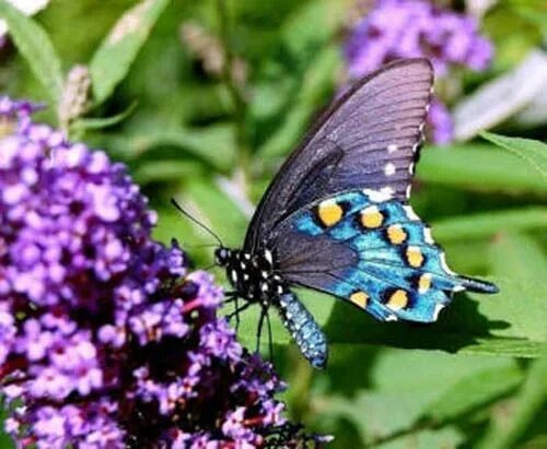 Подарилий фото бабочки Самые красивые фотографии бабочек Pet birds, Butterfly, Moth