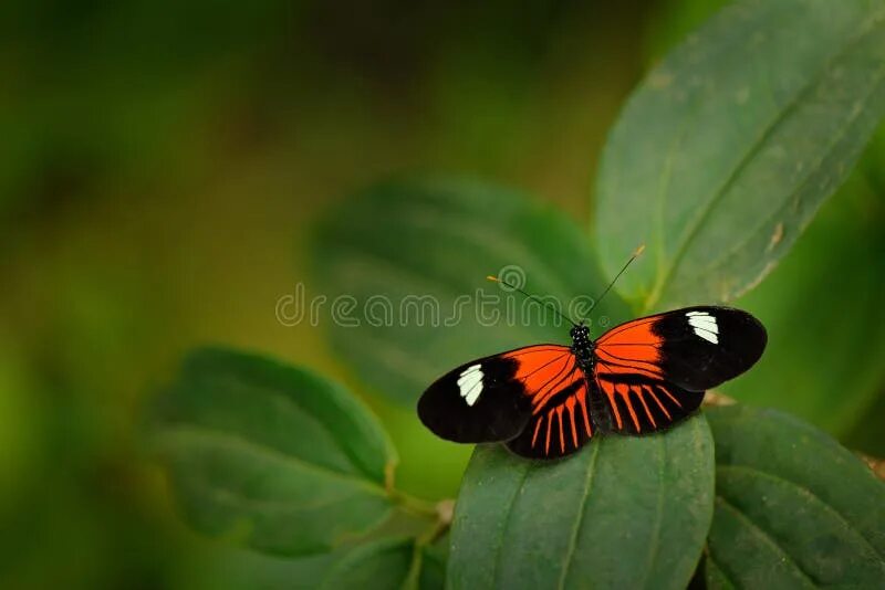 Подарилий фото бабочки Heliconius Melpomene, Postman Butterfly from Mexico in the Nature Habitat. Nice 