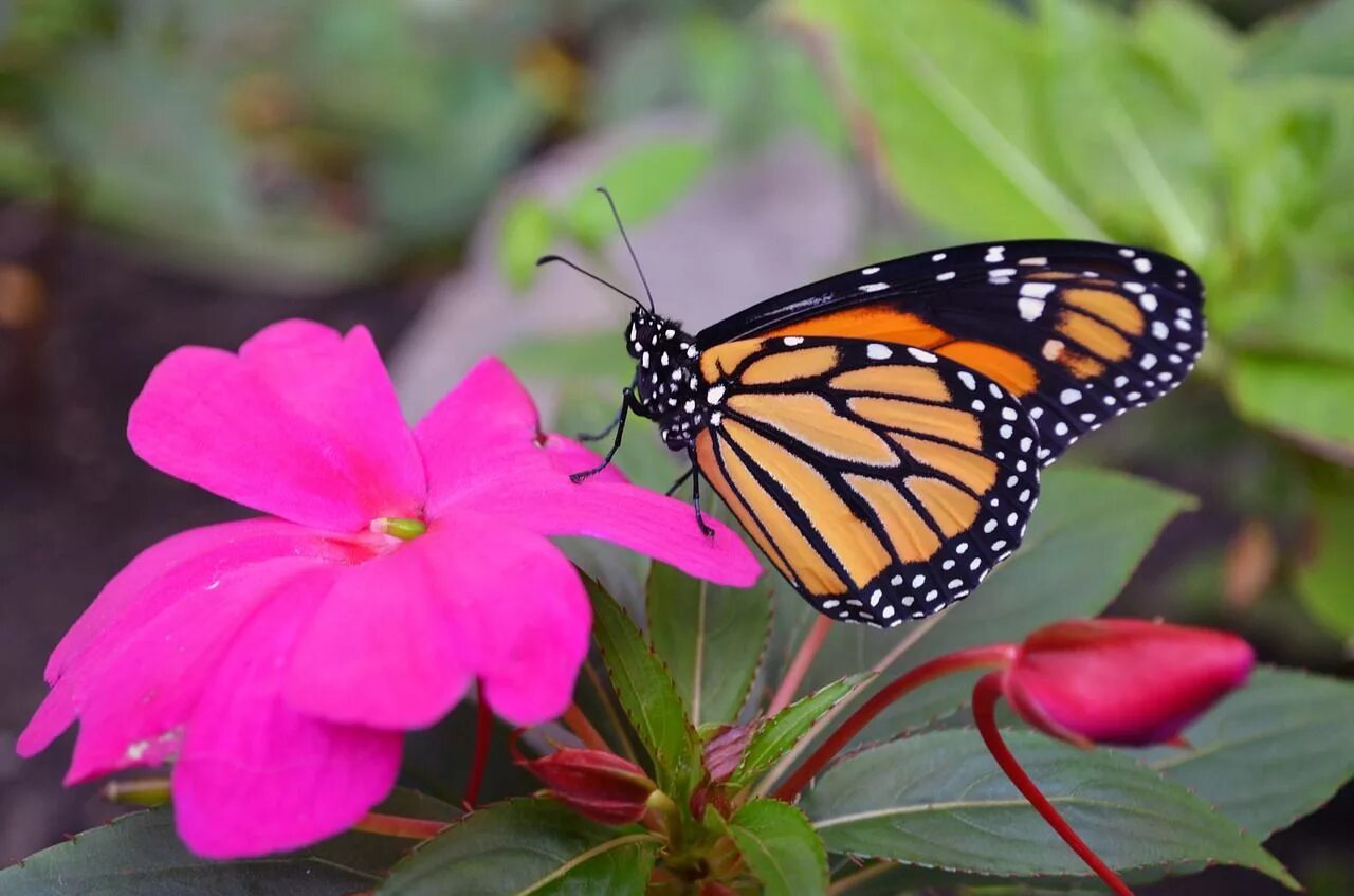 Подарилий фото бабочки 600+ Free Monarch+Butterfly & Monarch Images Monarch butterfly, Monarch, Butterf