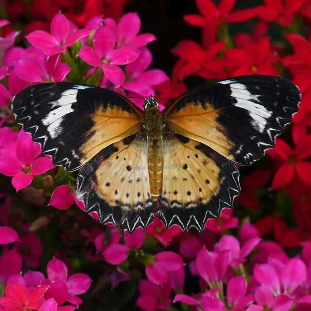 Подарилий фото бабочки PICTURE Beautiful butterflies, Butterfly pictures, Butterfly