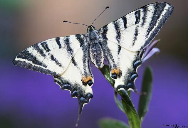 Подарилий фото бабочки MARIPOSAS&BIRDS&FLORA&FAUNA&BUTTERFLY Flickr
