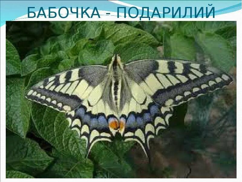 Подарилий фото бабочки Экологическая беседа со старшими дошкольниками - скачать презентацию