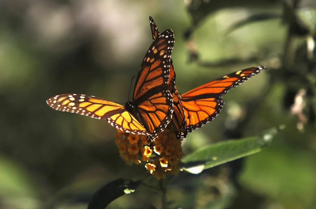 Подарилий фото бабочки Monarch Butterflies Face 'Quasi-Extinction' - But Hope Is on the Wing