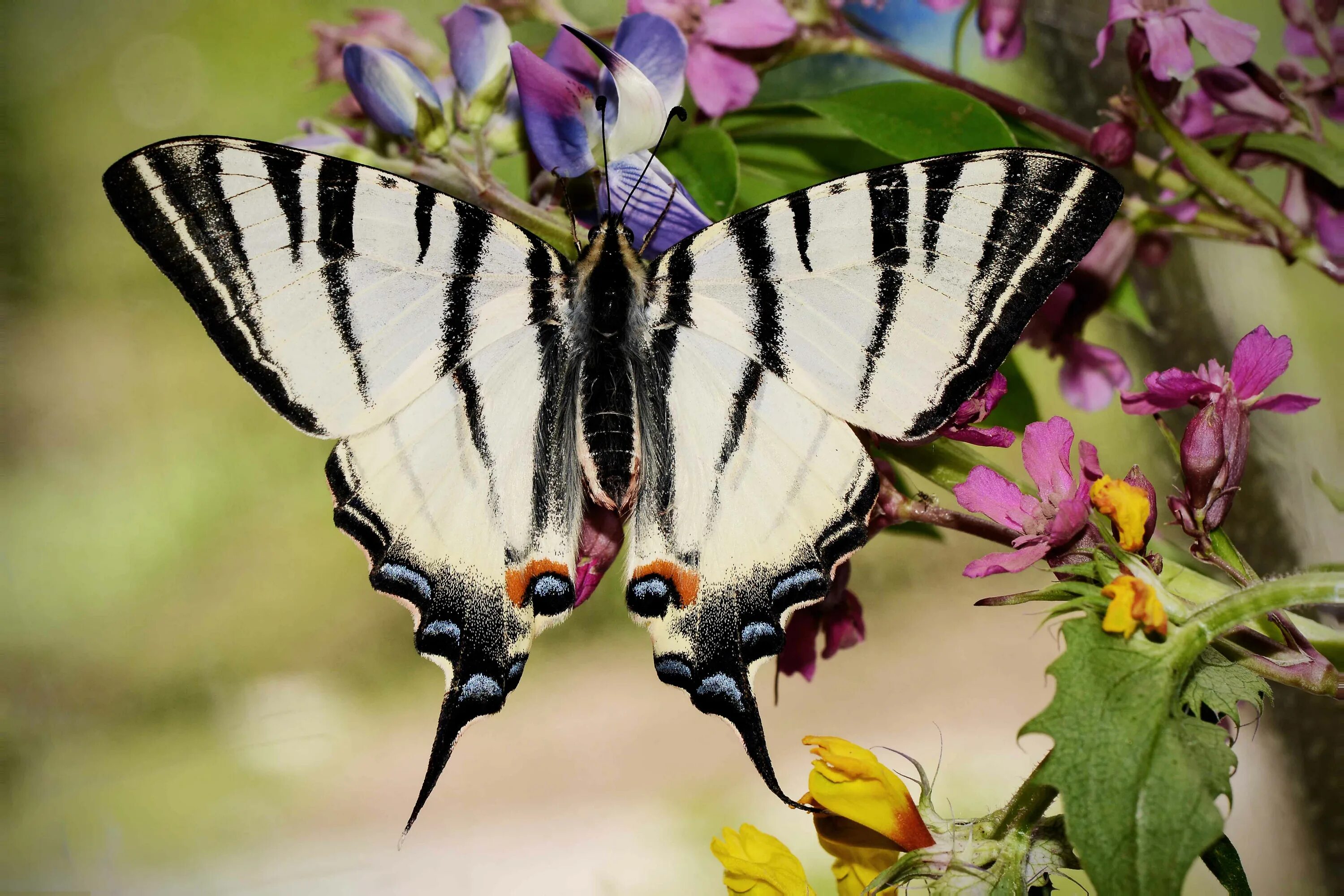 Подарилий фото бабочки Iphiclides podalirius - Бабочки Нижегородской области