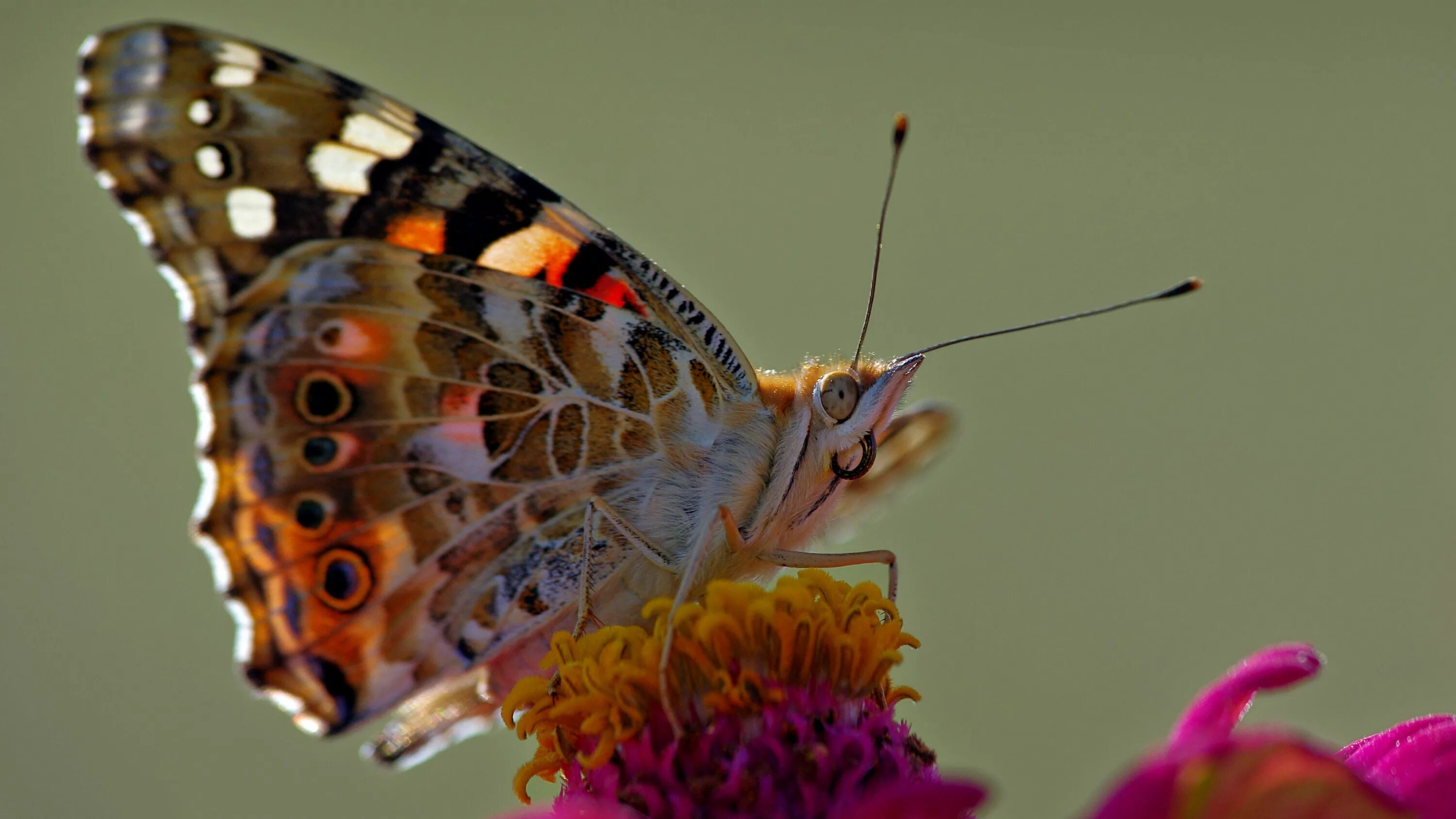 Подарилий фото бабочки Butterfly Macro Computer Wallpaper, Desktop Background (3840x2160) ID:549955 But