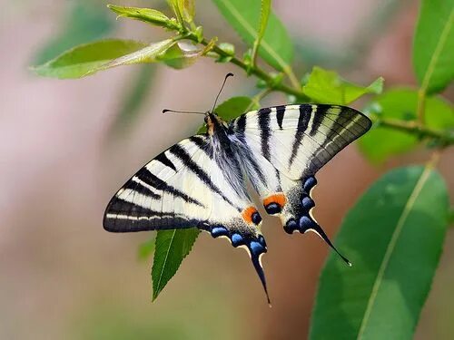 Подарилий фото бабочки The Scarce Swallowtail (Iphiclides podalirius) Beautiful butterflies, Swallowtai