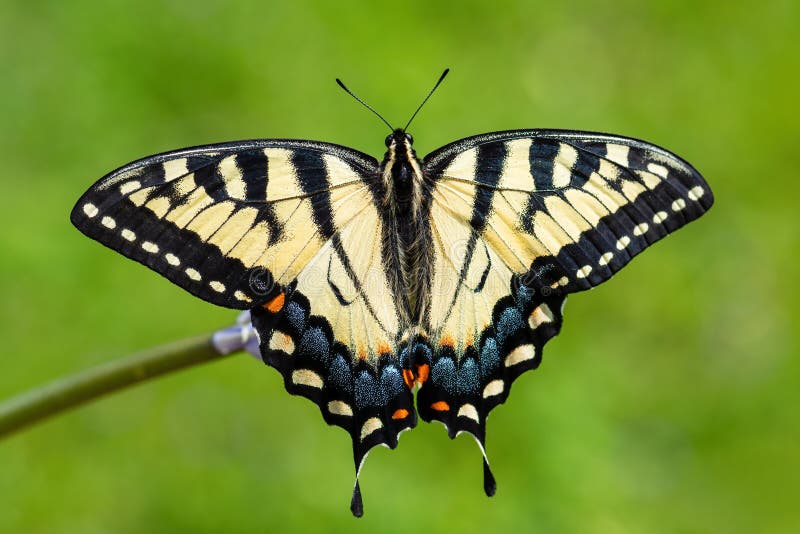 Подарилий фото бабочки Eastern Tiger Swallwtail - Papilio Glaucus Stock Photo - Image of glaucus, entom