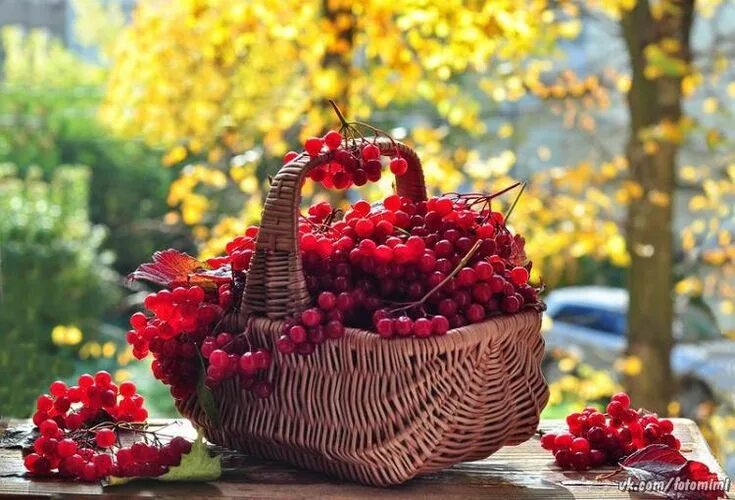 Подарки осени фото Отзвенело... весёлое лето Asian vases, Floral, Viburnum opulus