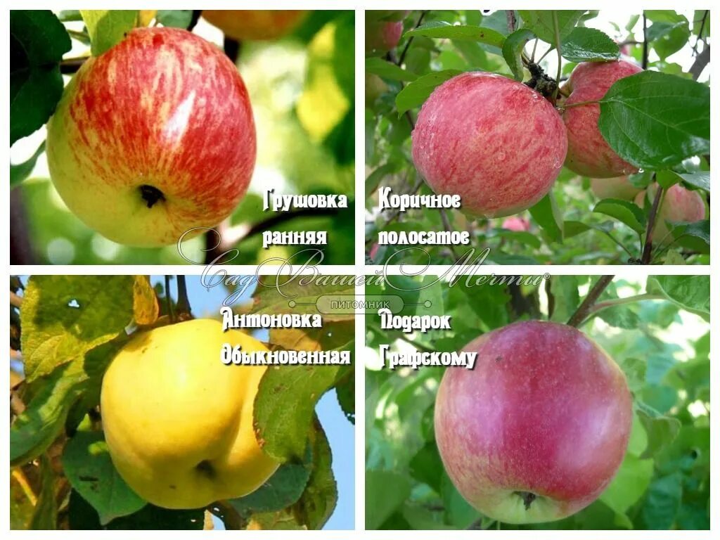 Подарок графскому описание сорта фото отзывы Яблоня 4х-сортовая Грушовка ранняя / Коричное полосатое / Антоновка обыкновенная