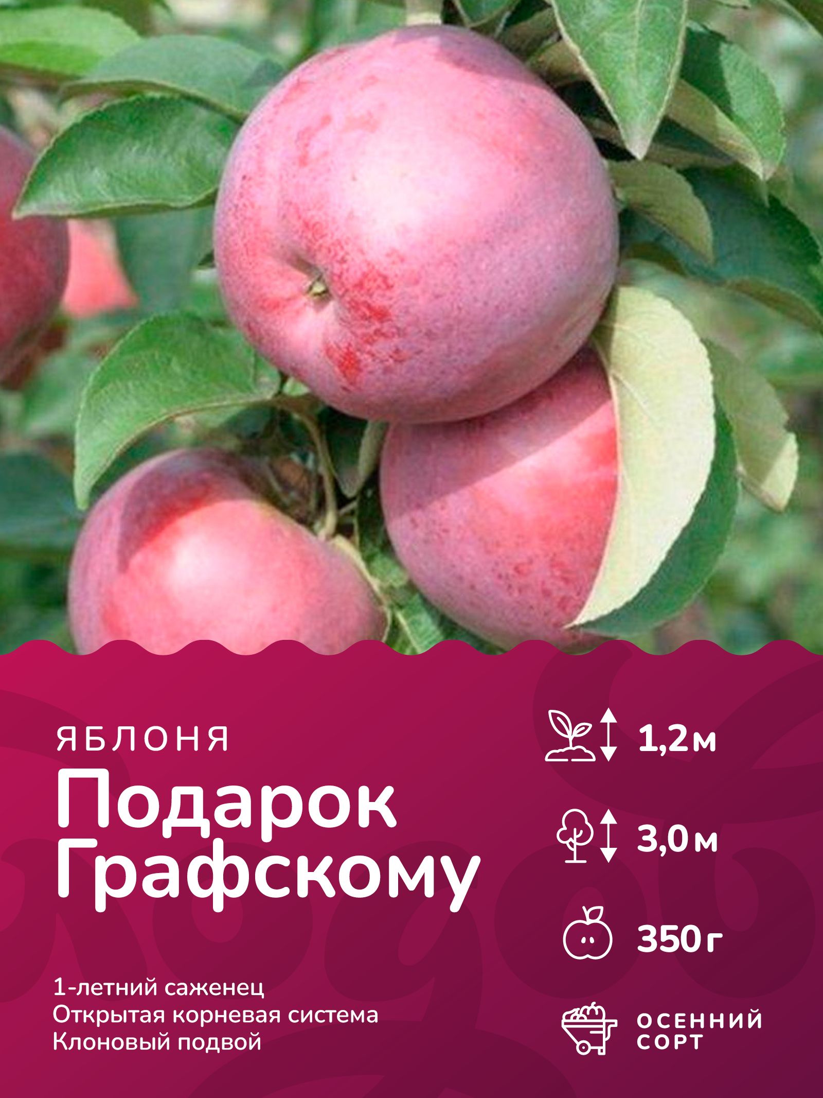 Подарок графскому описание сорта фото отзывы Яблоня Подарок Графскому (1-летний, ОКС, клоновый подвой) - купить в интернет-ма