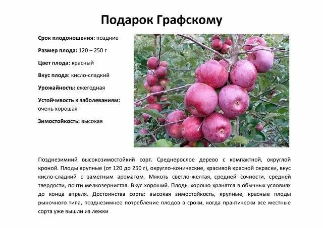 Подарок графскому яблоня фото Подарок графскому - CormanStroy.ru