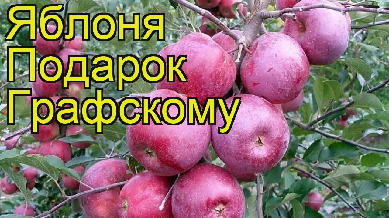 Подарок графскому яблоня фото Яблоня Подарок Графскому. Краткий обзор, описание характеристик, где купить саже