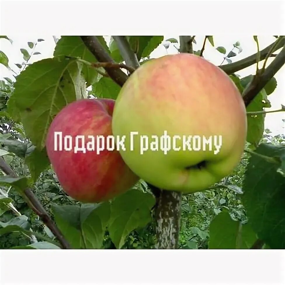 Подарок графскому яблоня описание сорта фото отзывы Купить Яблоня "Подарок Графскому" на карликовом подвое Садоград 1летние саженцы 