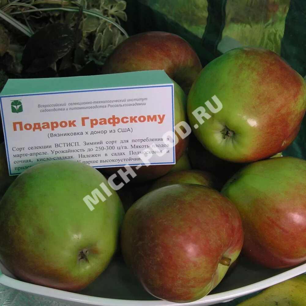Подарок графскому яблоня описание сорта фото отзывы Подарок Графскому Флора-М