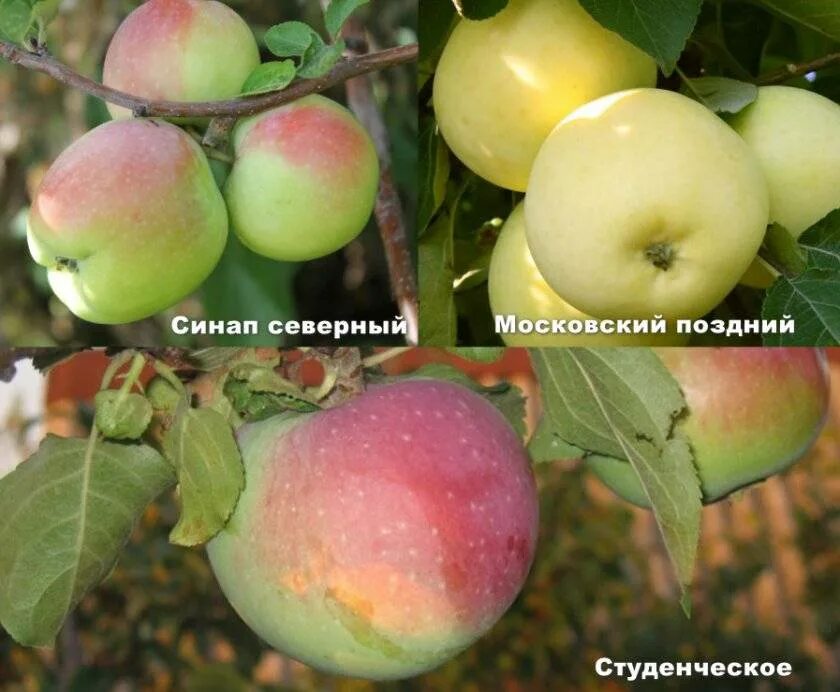 Подарок графскому яблоня описание сорта фото отзывы Подарок графскому - CormanStroy.ru