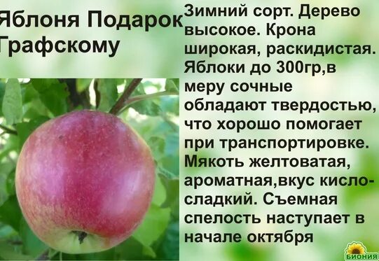Подарок графскому яблоня описание сорта фото отзывы Яблоня Подарок Графскому Мичуринск