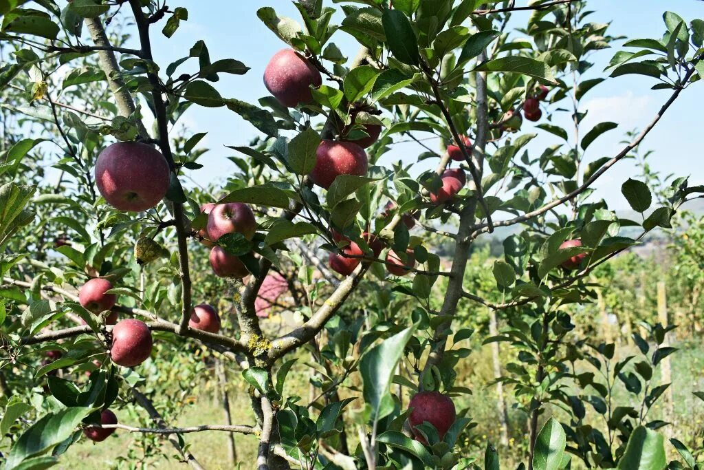 Подарок графскому яблоня отзывы фото Яблоня Подарок Графскому: описание сорта, фото, отзывы, посадка
