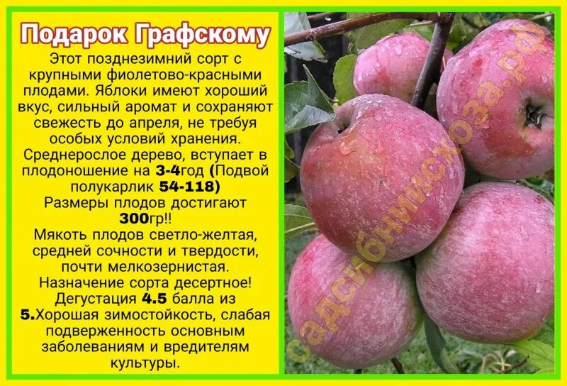 Подарок графскому яблоня отзывы фото Подарок Графскому :: сад СибНИИСХоза
