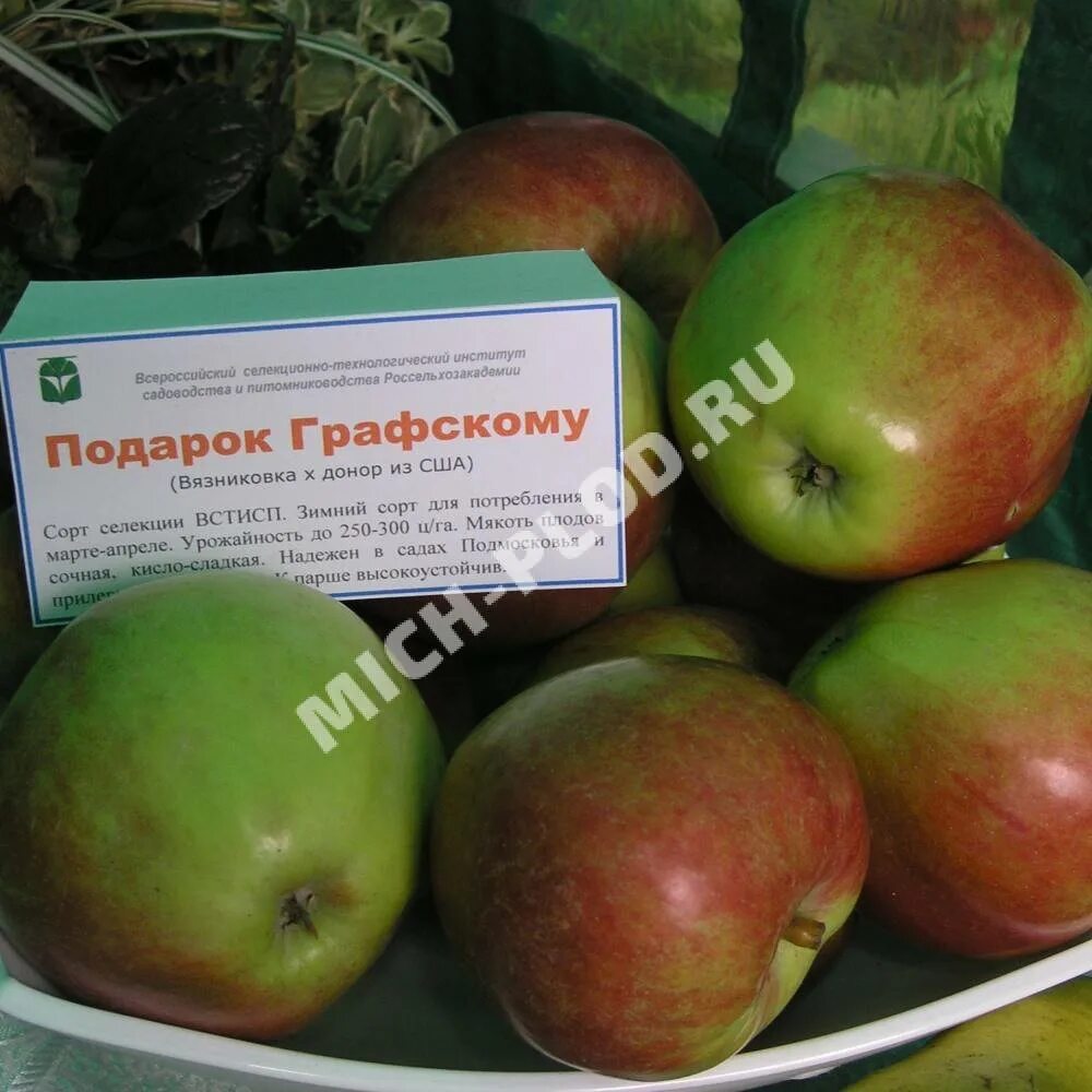 Подарок графскому яблоня отзывы фото Яблоня Подарок Графскому: описание, фото, отзывы