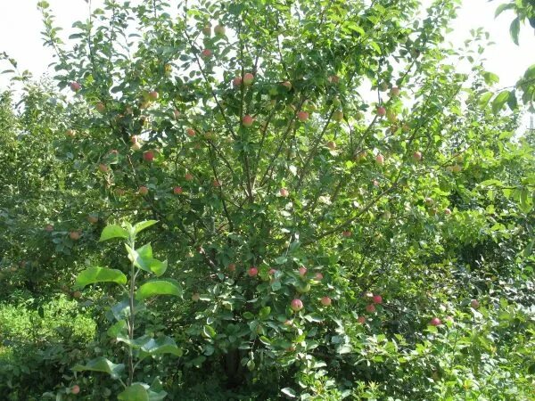 Подарок графскому яблоня отзывы фото Все, що потрібно знати садівникам про сорт Подарунок Графскому