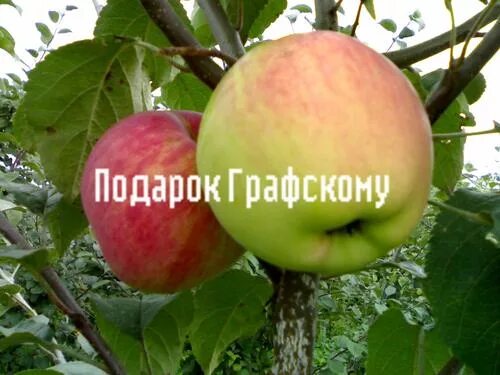 Подарок графскому яблоня отзывы фото Купить Яблоня "Подарок Графскому" Садоград 2хлетние саженцы - интернет-магазин С